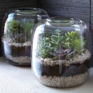 TERRARIO CON SUCULENTAS